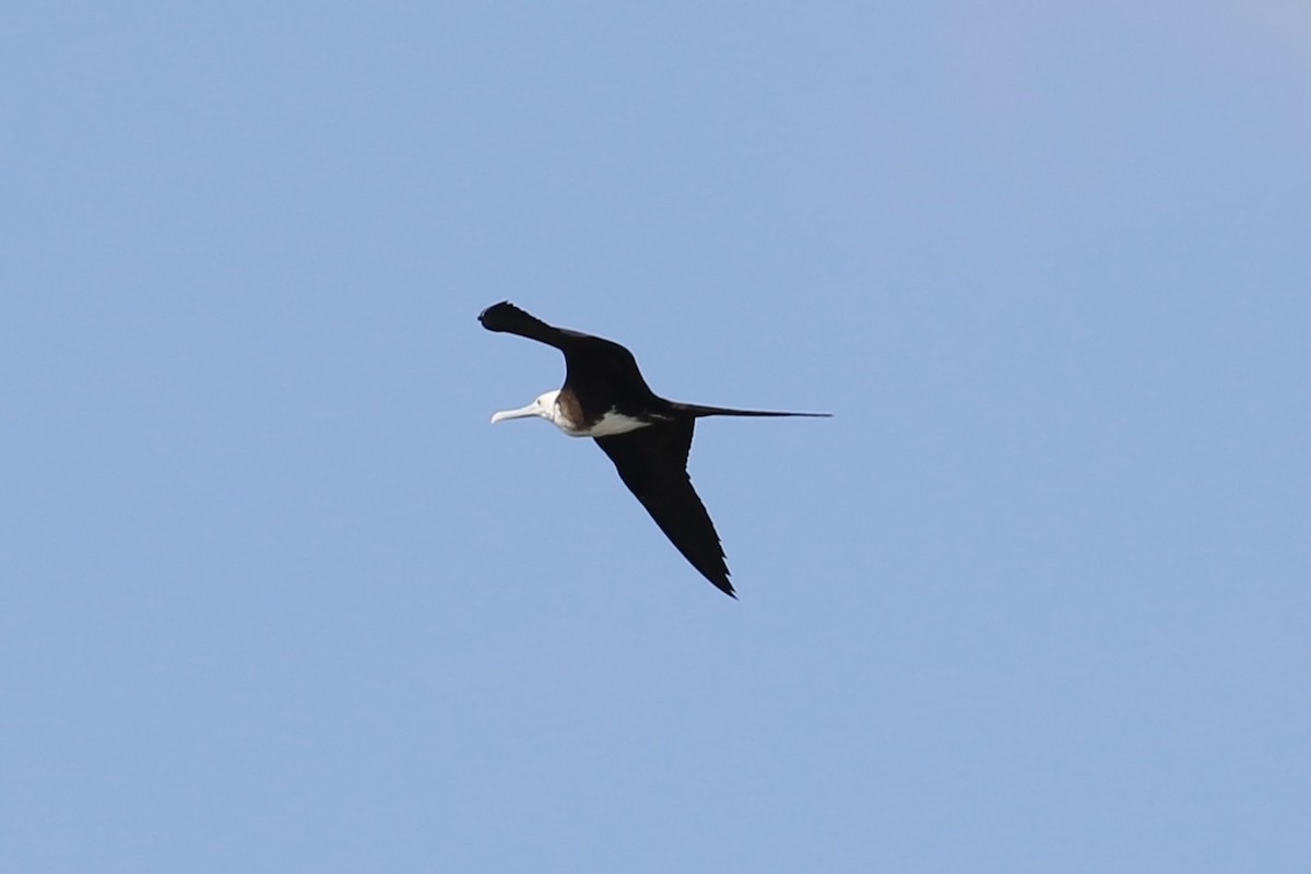 Magnificent Frigatebird - ML638185825