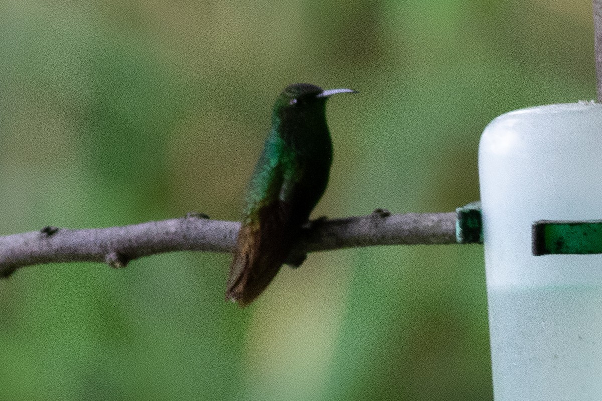 Black-bellied Hummingbird - ML638185882