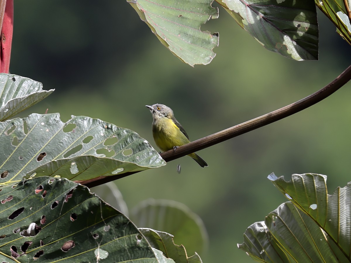 Black-faced Dacnis - ML638185888