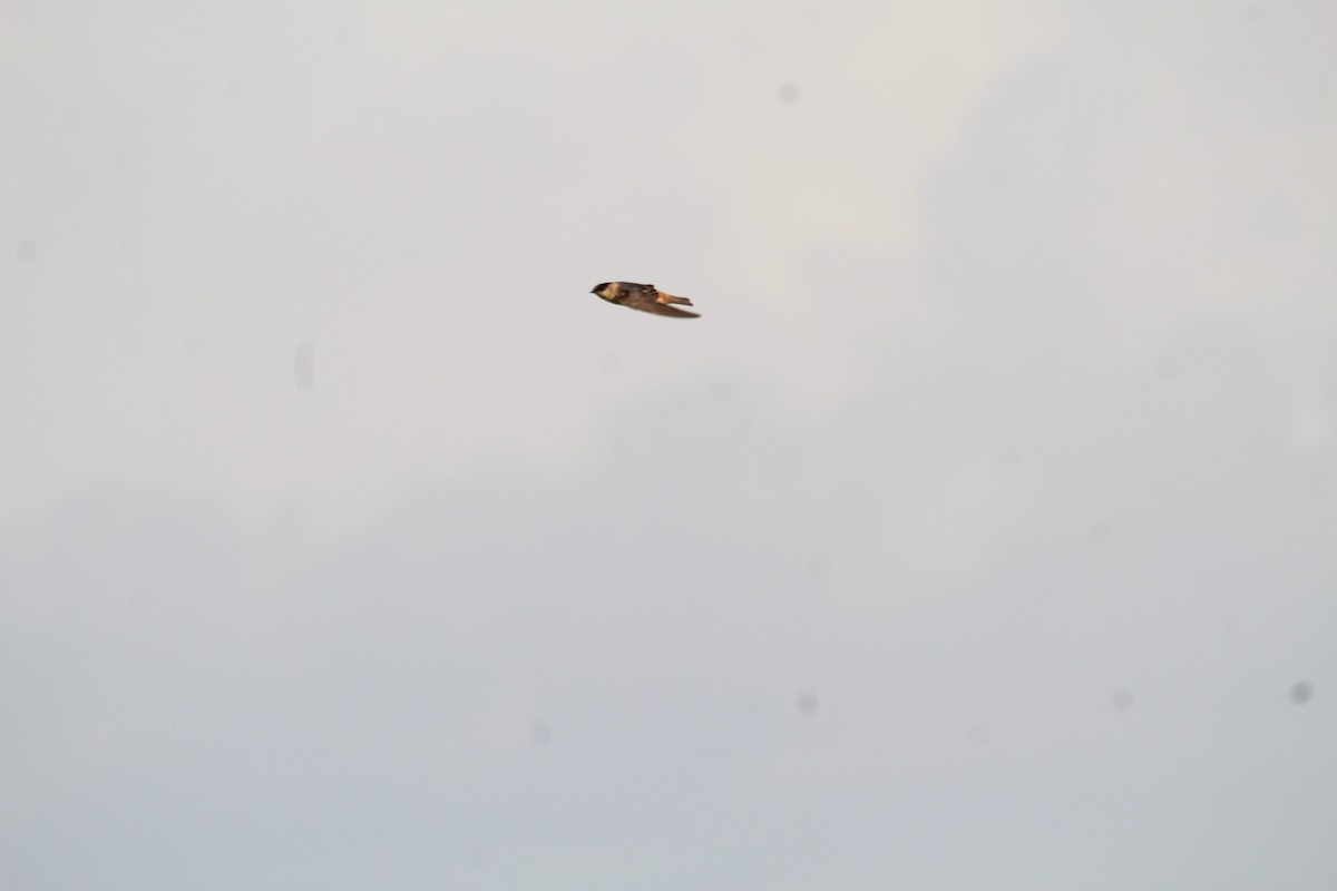 Cave Swallow - ML638185889