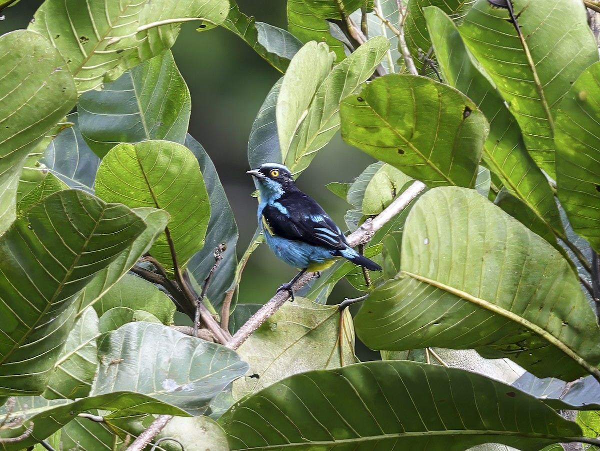 Black-faced Dacnis - ML638185895
