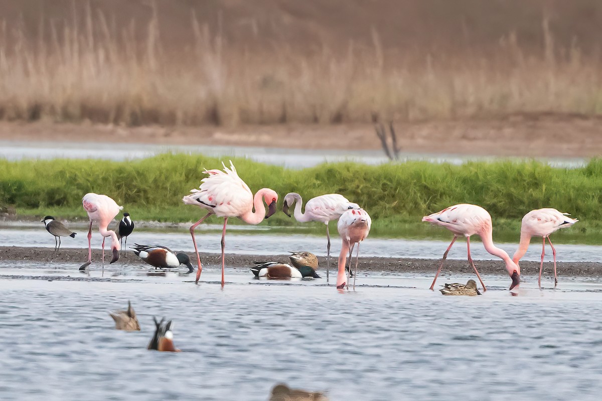 Lesser Flamingo - ML638185904