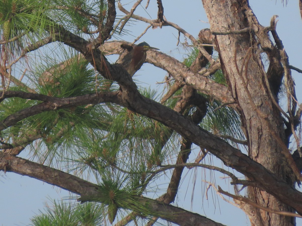 Green Heron - ML638185905