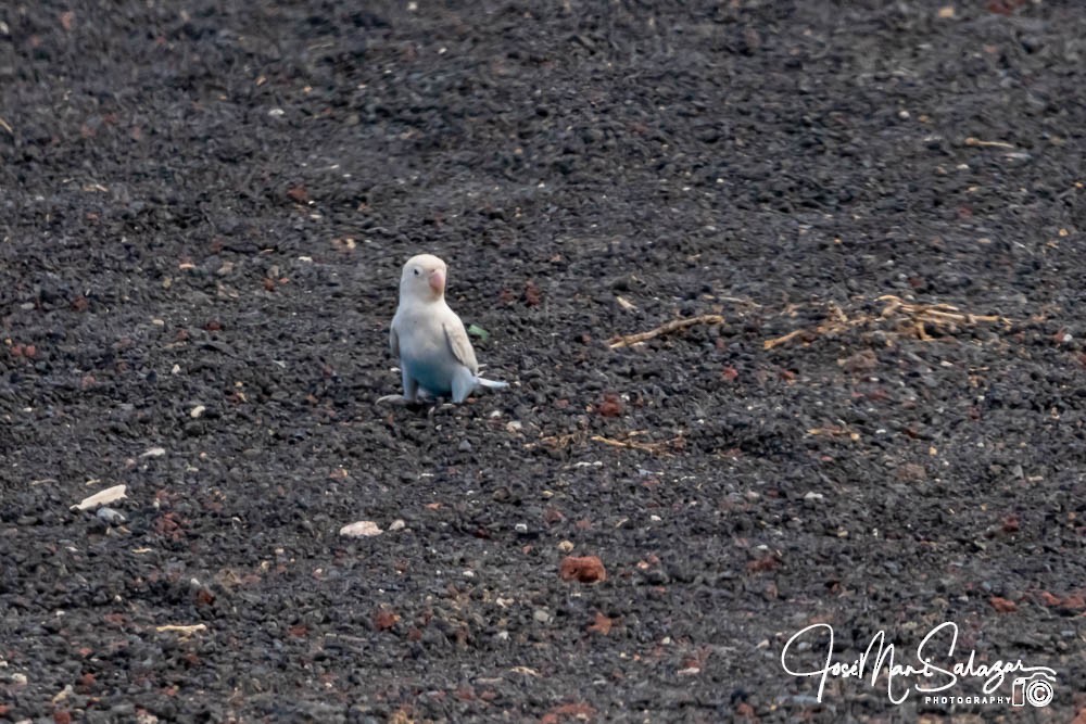 Rosy-faced Lovebird - ML638185907
