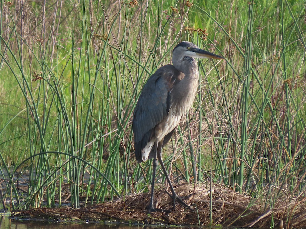 Great Blue Heron - ML638185915