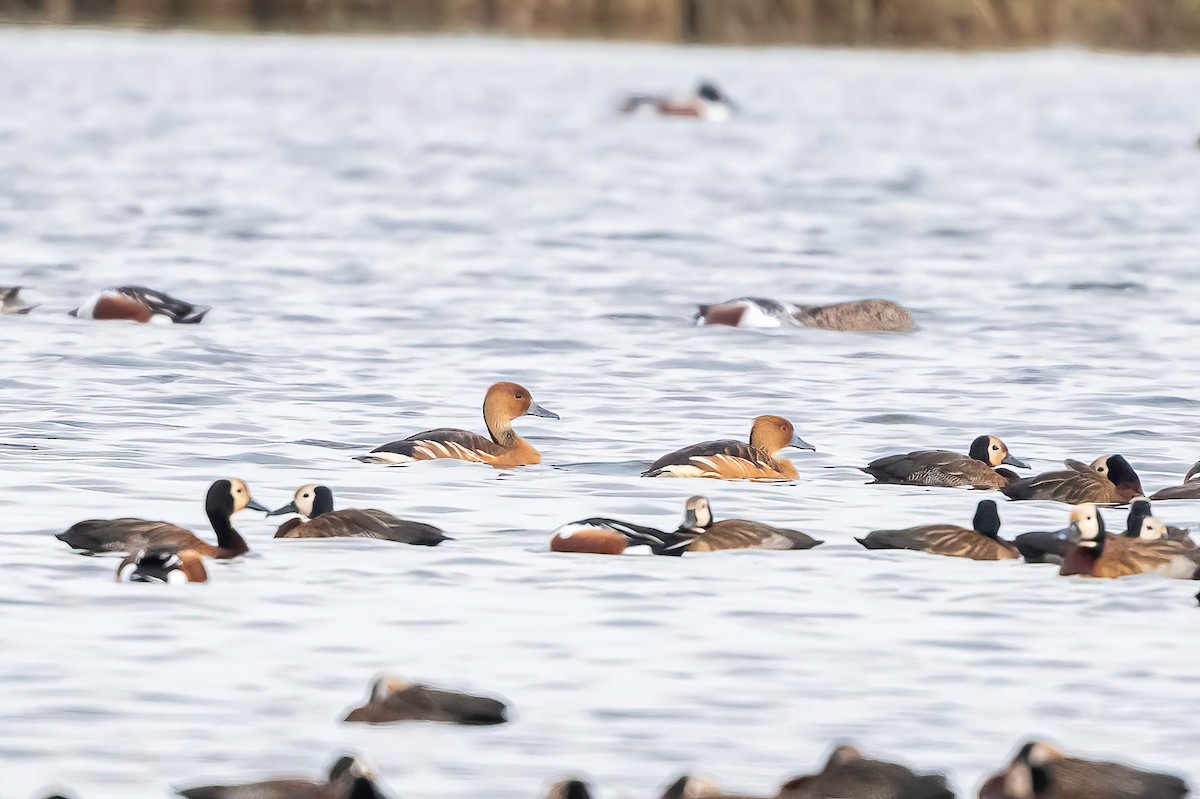 Fulvous Whistling-Duck - ML638185933
