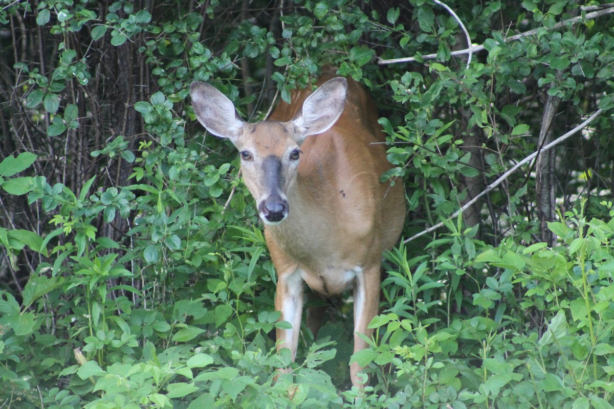 白尾鹿 - ML638185935