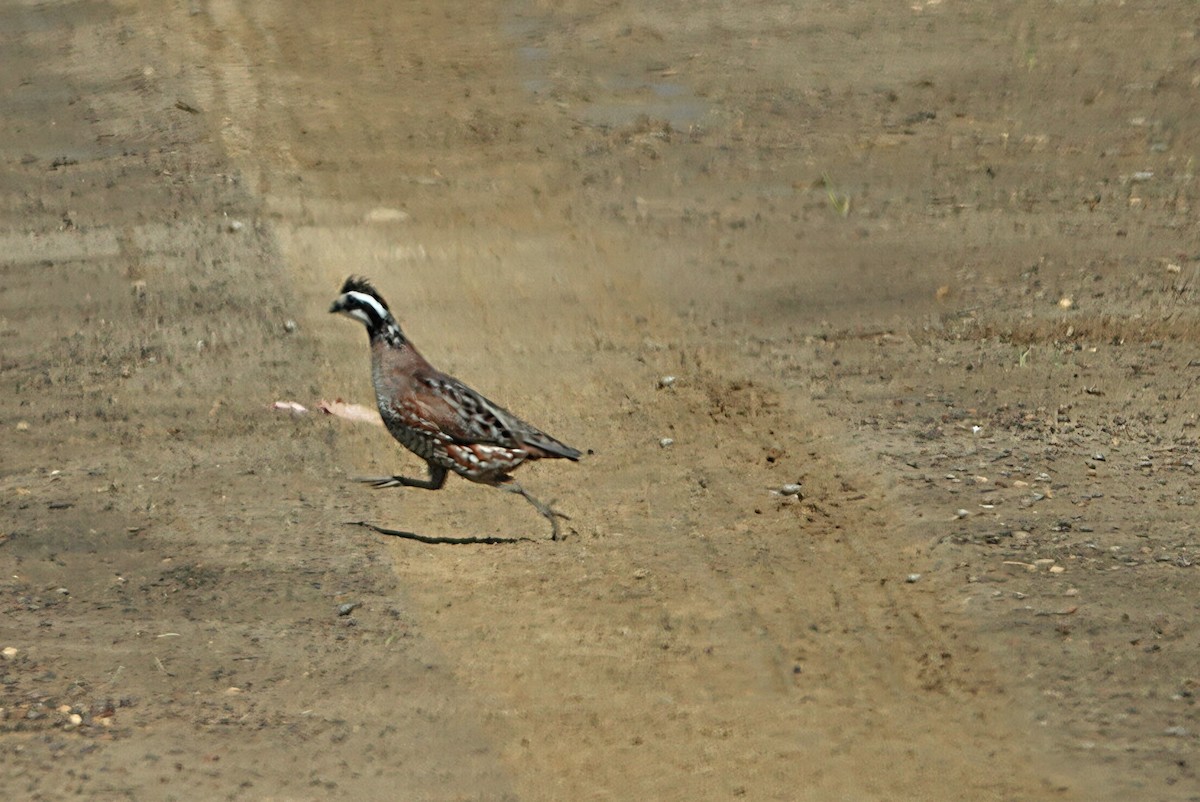 Northern Bobwhite - ML638185939