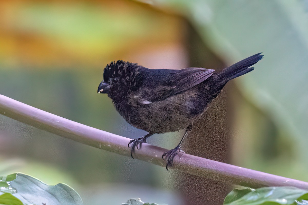Variable Seedeater - ML638185942