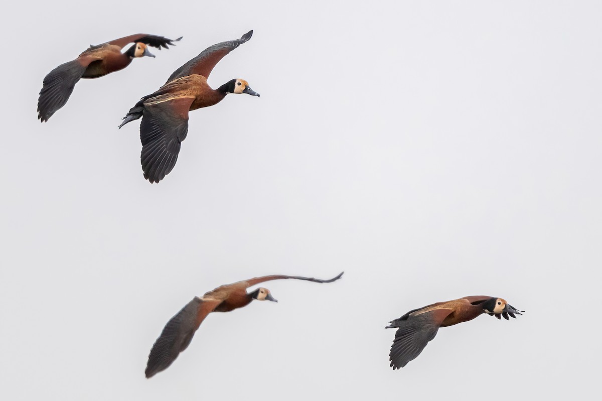 White-faced Whistling-Duck - ML638185947