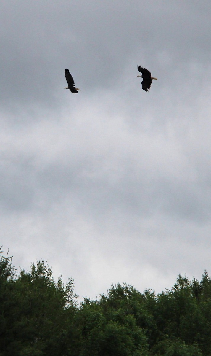 Bald Eagle - ML638185953
