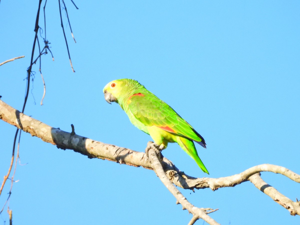 Turquoise-fronted Amazon - ML638185954