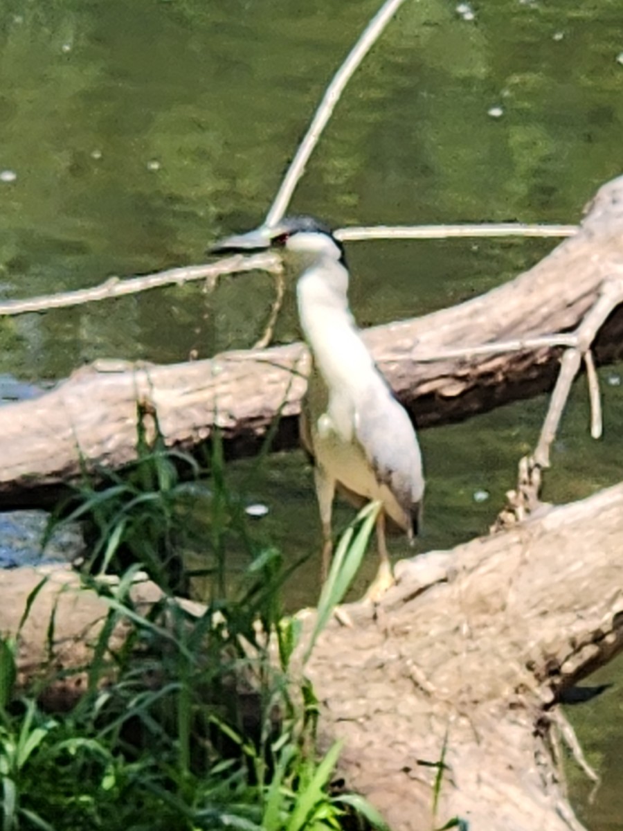 Black-crowned Night Heron - ML638185963