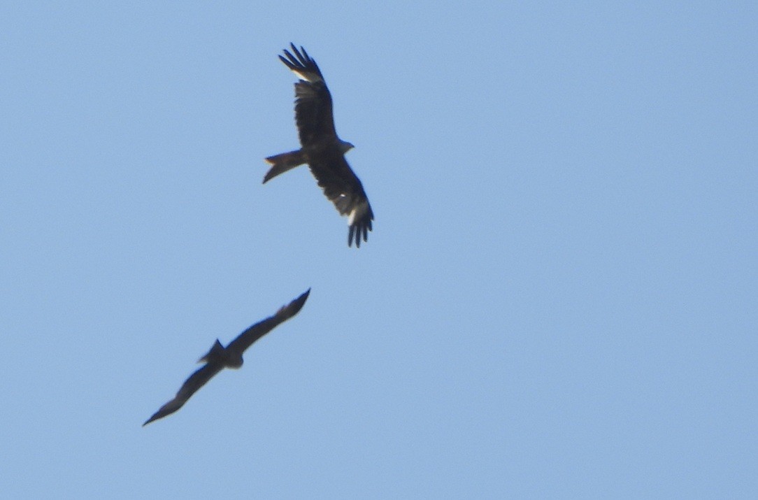 Red Kite - ML638185966