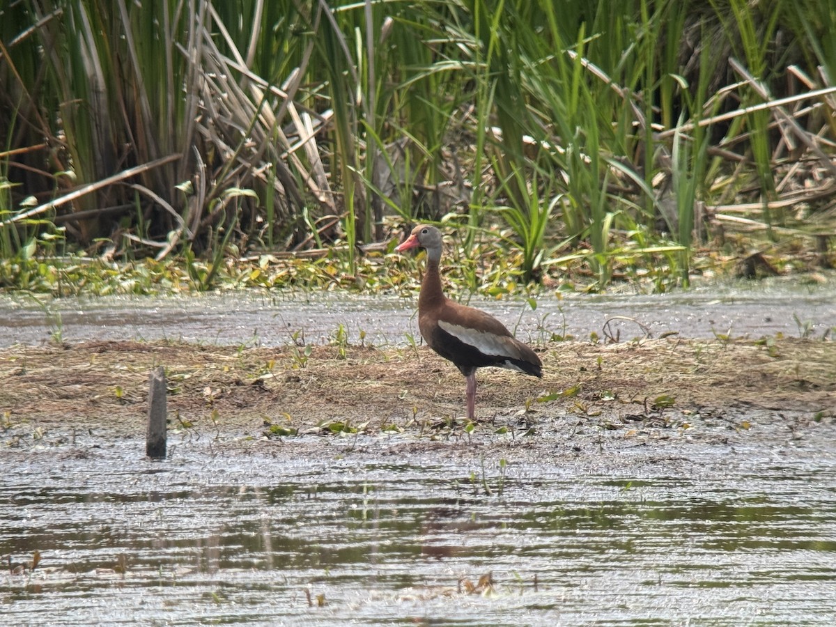 Black-bellied Whistling-Duck (Northern) - ML638185967