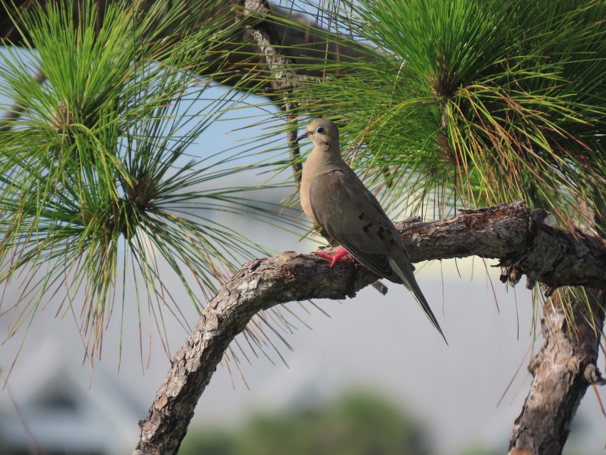 Mourning Dove - ML638186004