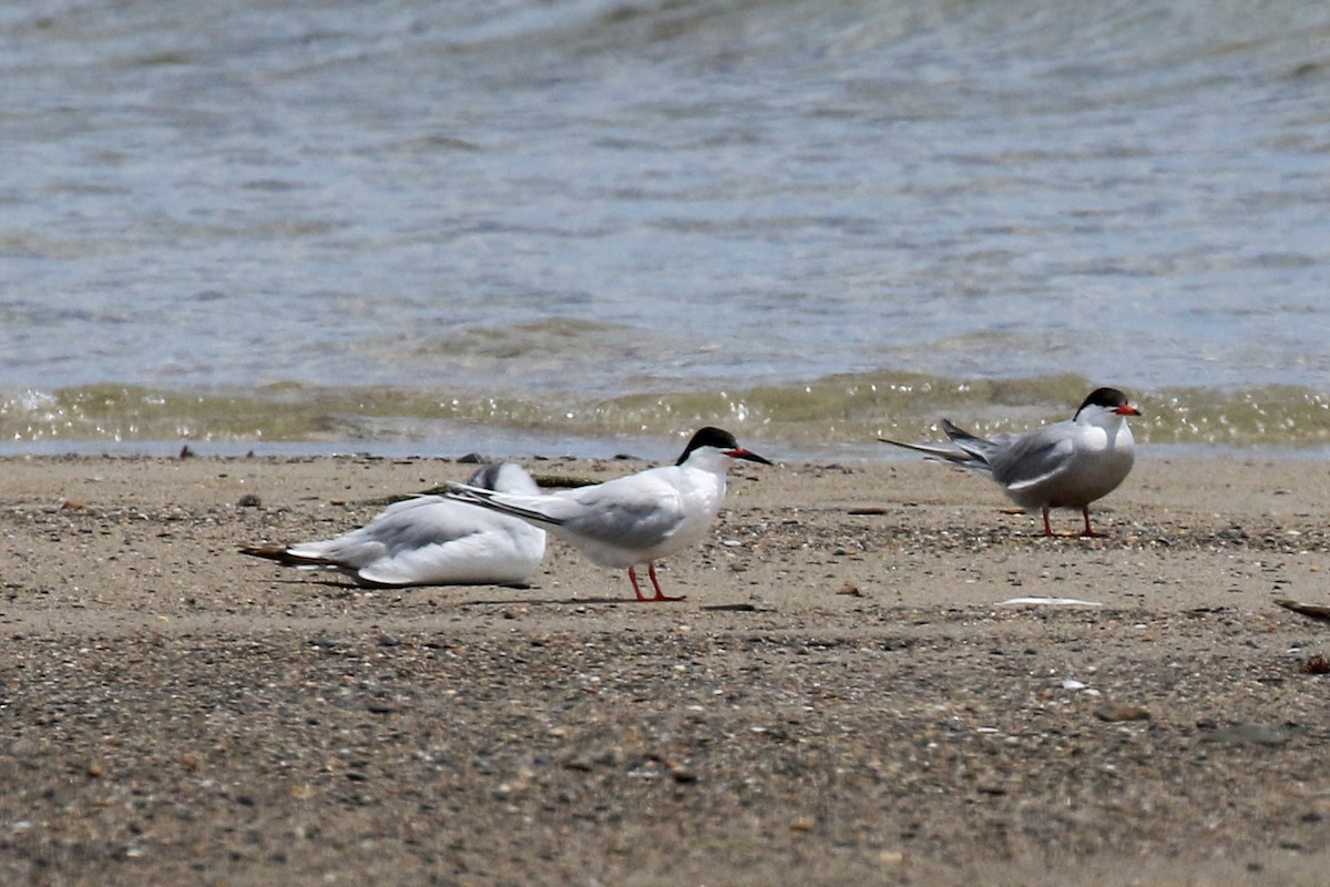 Roseate Tern - ML638186011