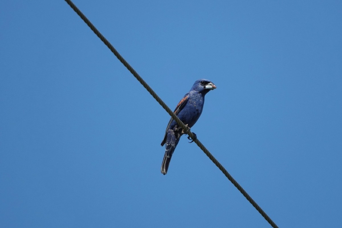 Blue Grosbeak - ML638186018