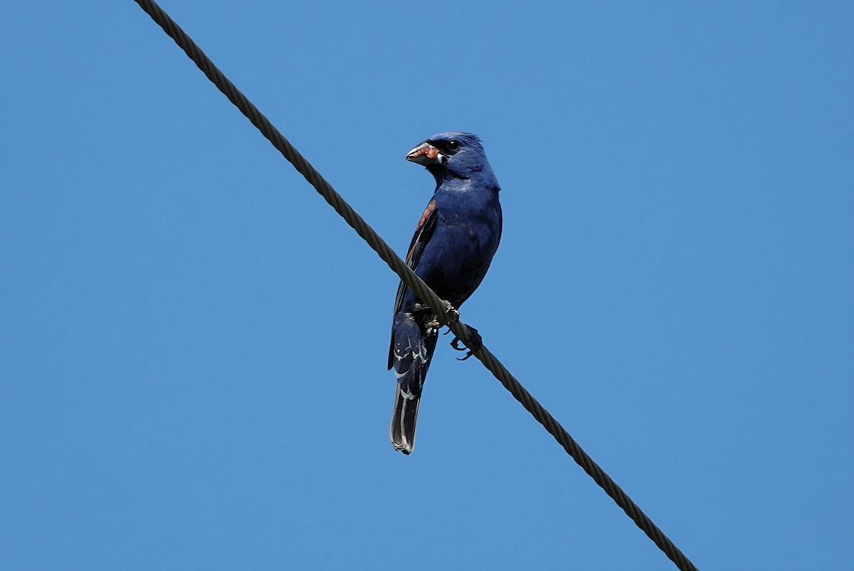 Blue Grosbeak - ML638186019