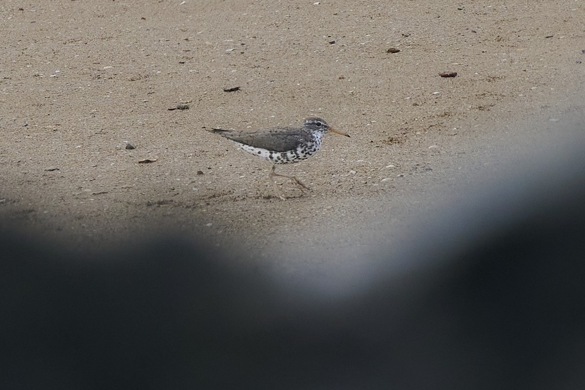 Spotted Sandpiper - ML638186020