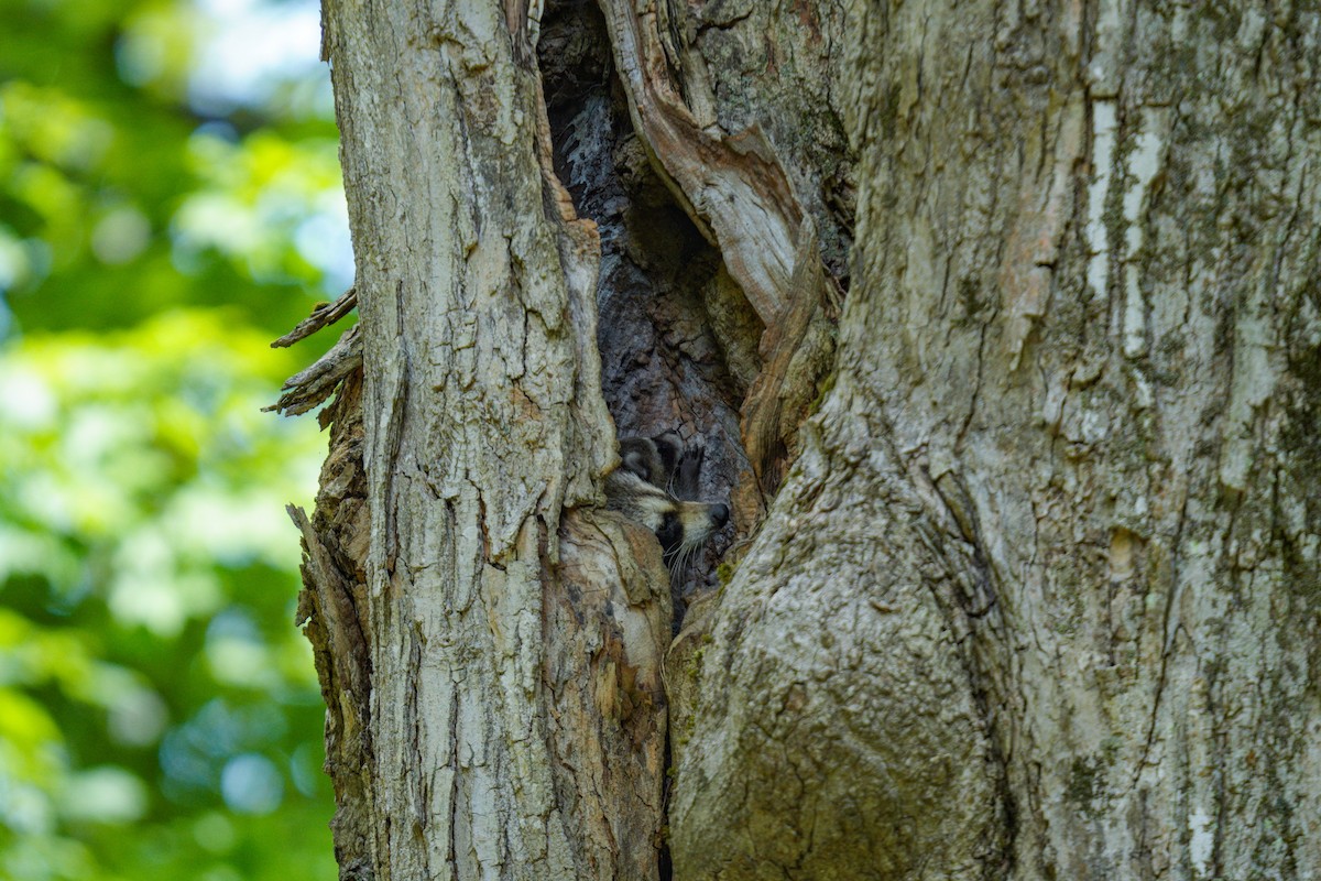 Raccoons - ML638186024