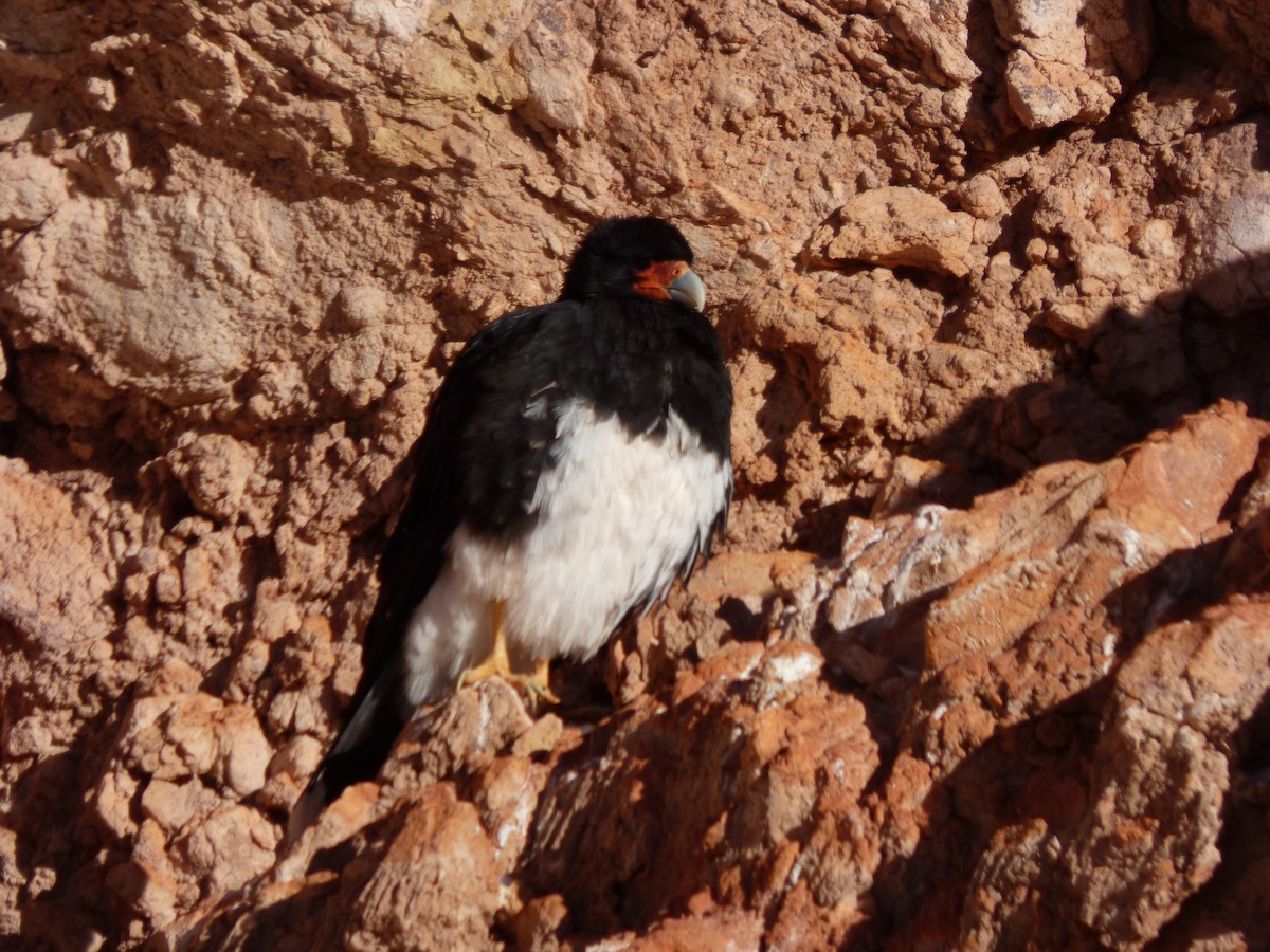 Mountain Caracara - ML638186026