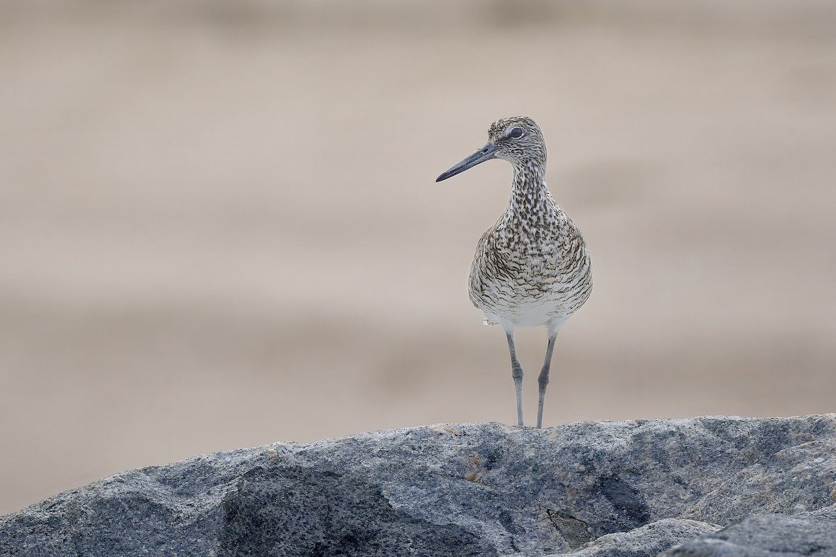 Willet - ML638186028