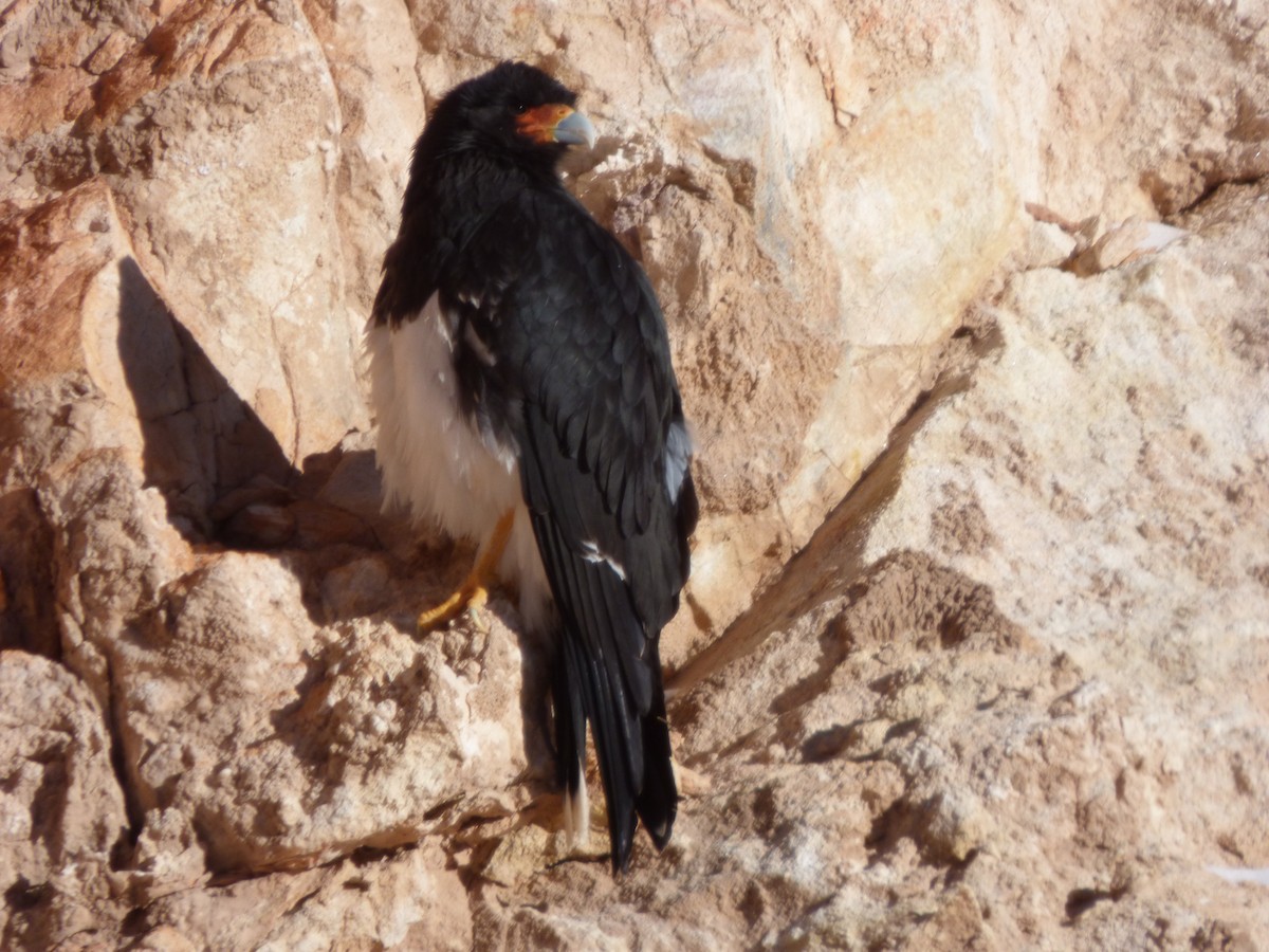 Mountain Caracara - ML638186041