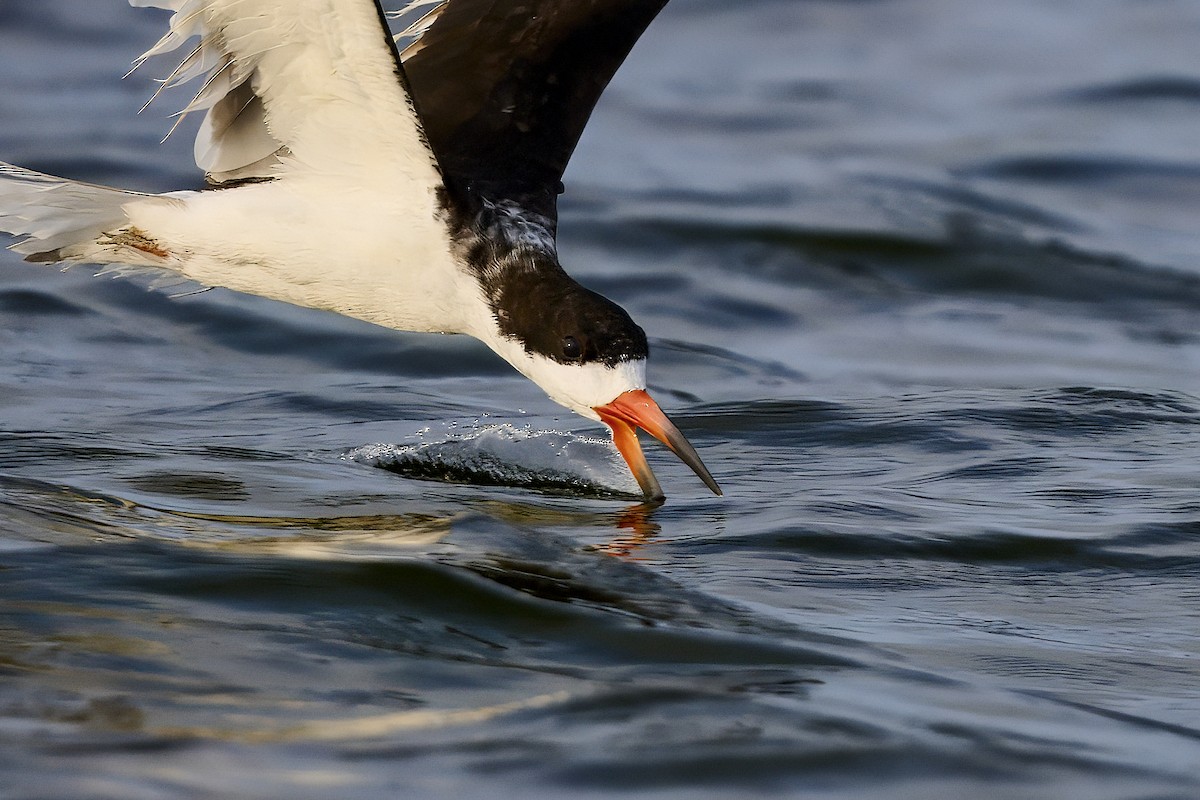 Black Skimmer - ML638186044