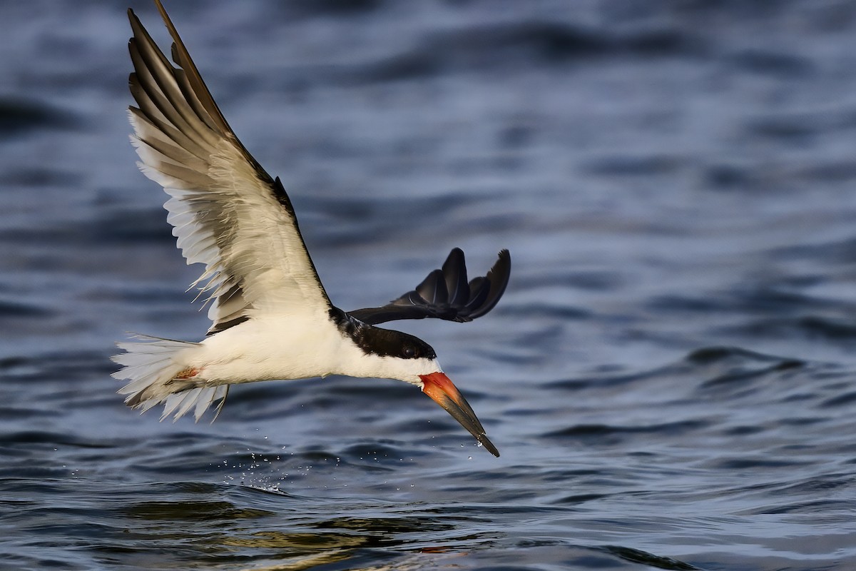 Black Skimmer - ML638186045