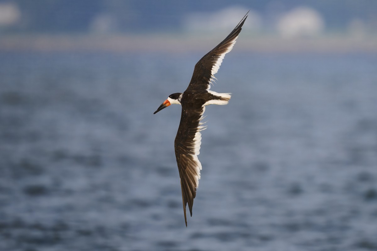 Black Skimmer - ML638186046