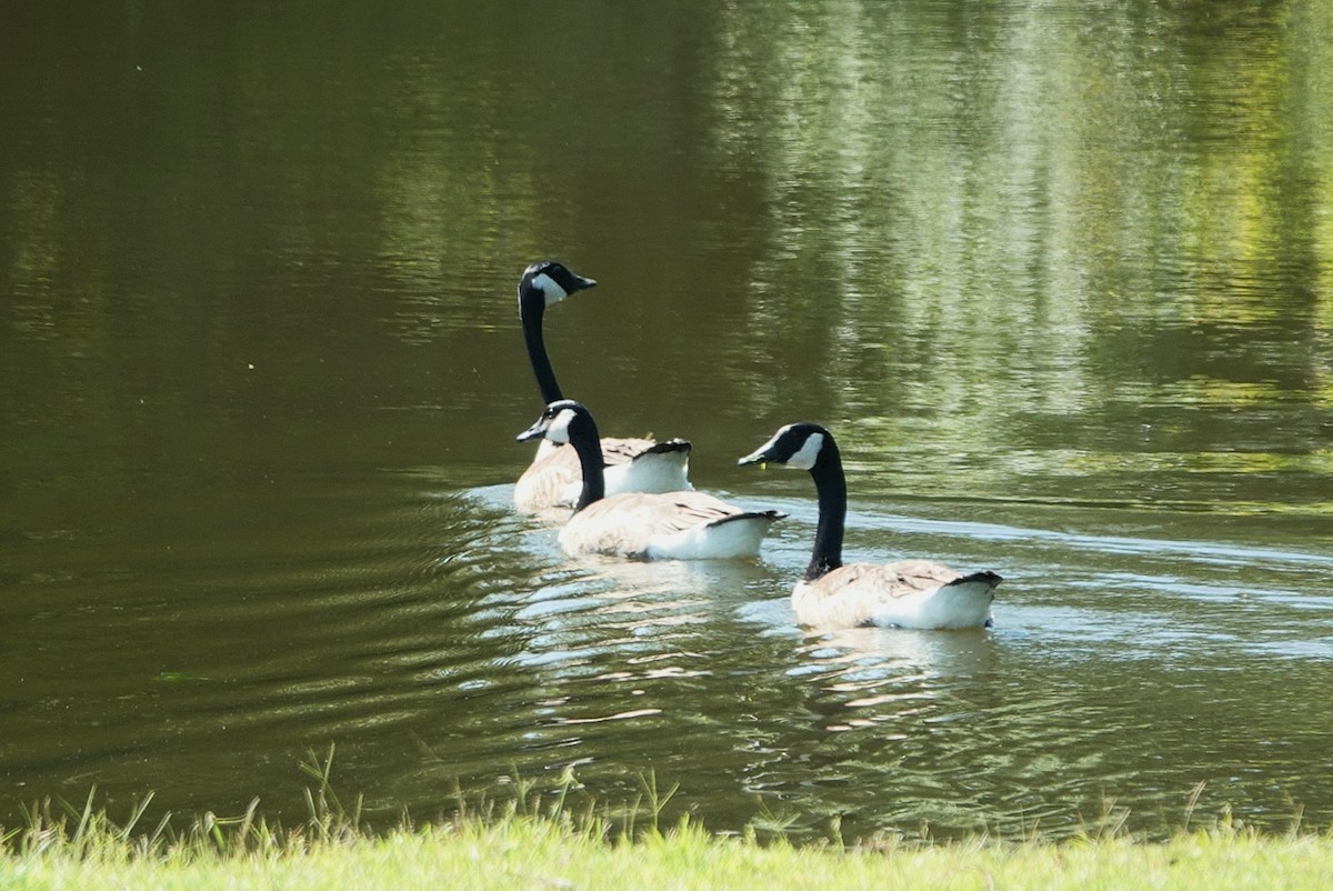 Canada Goose - ML638186054