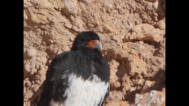 Mountain Caracara - ML638186058