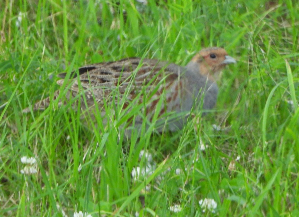 Gray Partridge - ML638186063