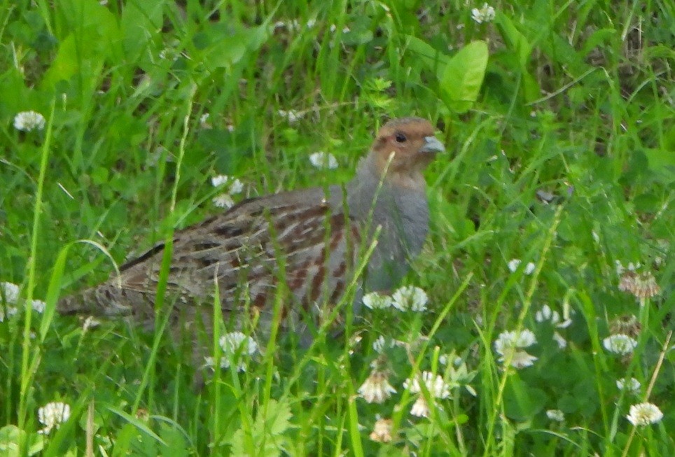 Gray Partridge - ML638186064