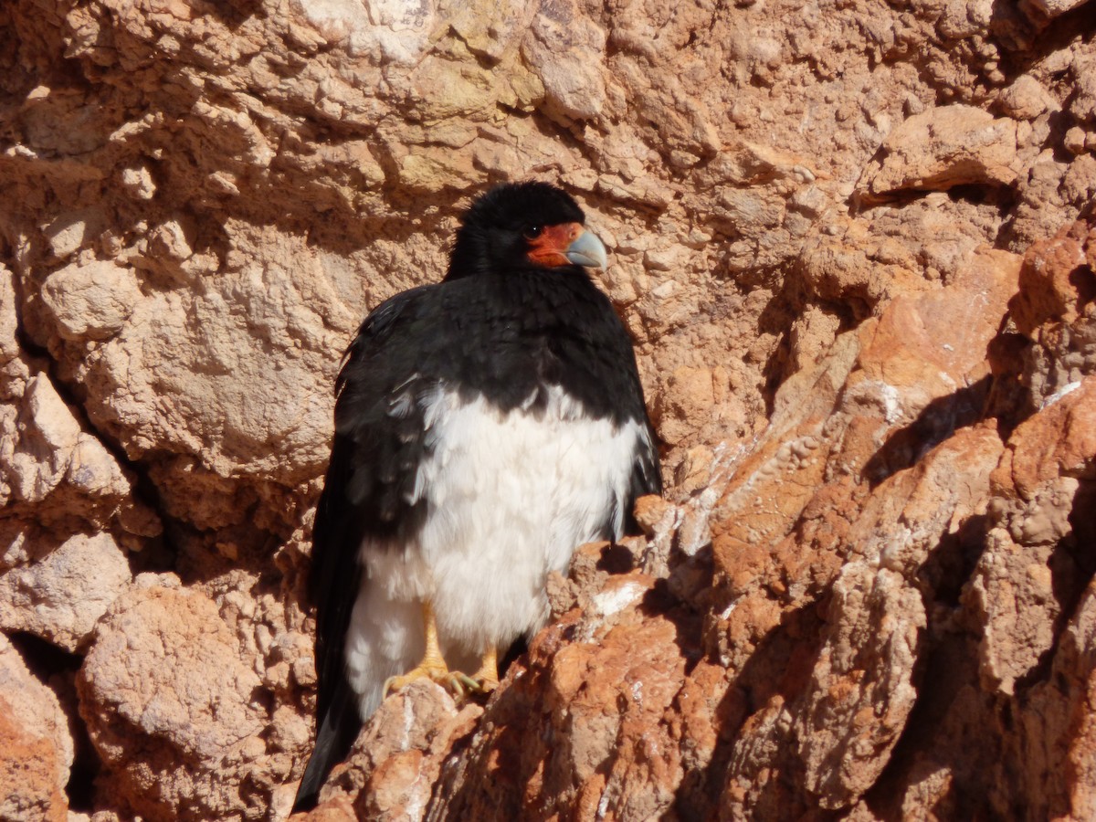 Mountain Caracara - ML638186090