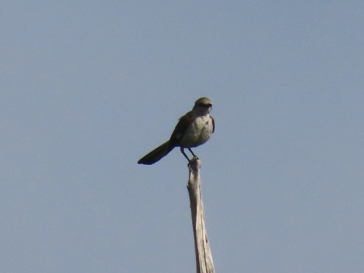 Northern Mockingbird - ML638186095