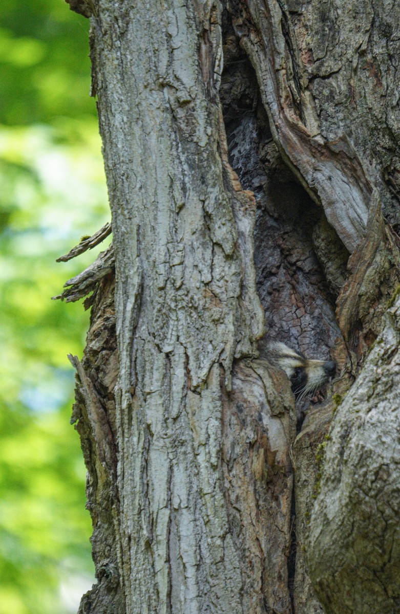 Raccoons - ML638186099