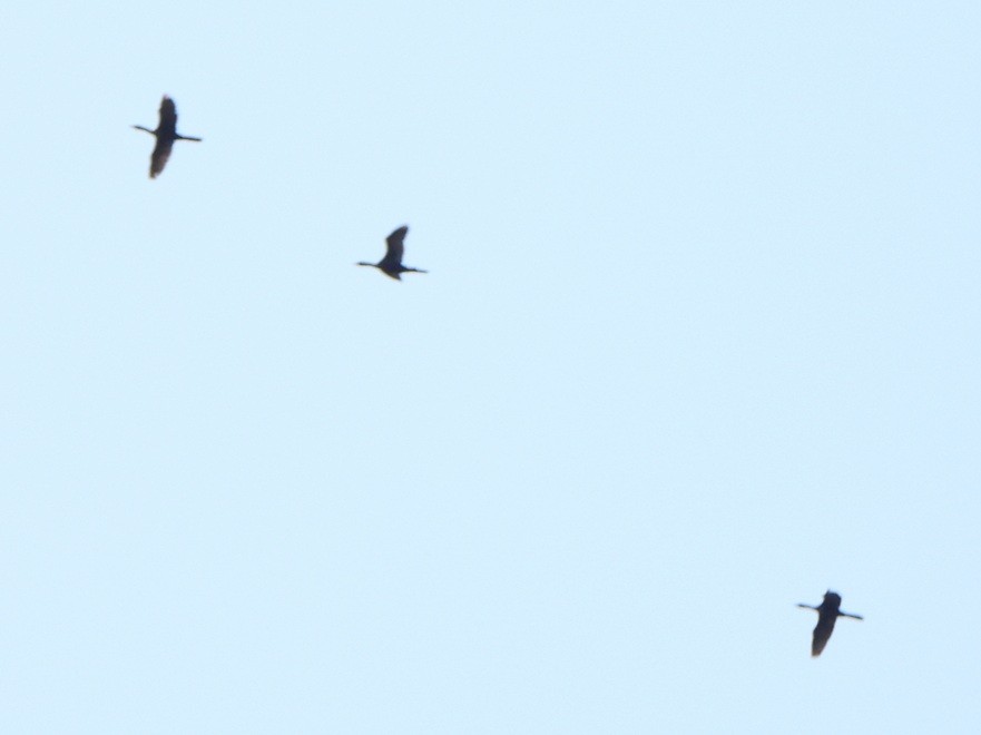 Pygmy Cormorant - ML638186100