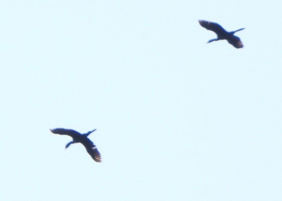Pygmy Cormorant - ML638186101