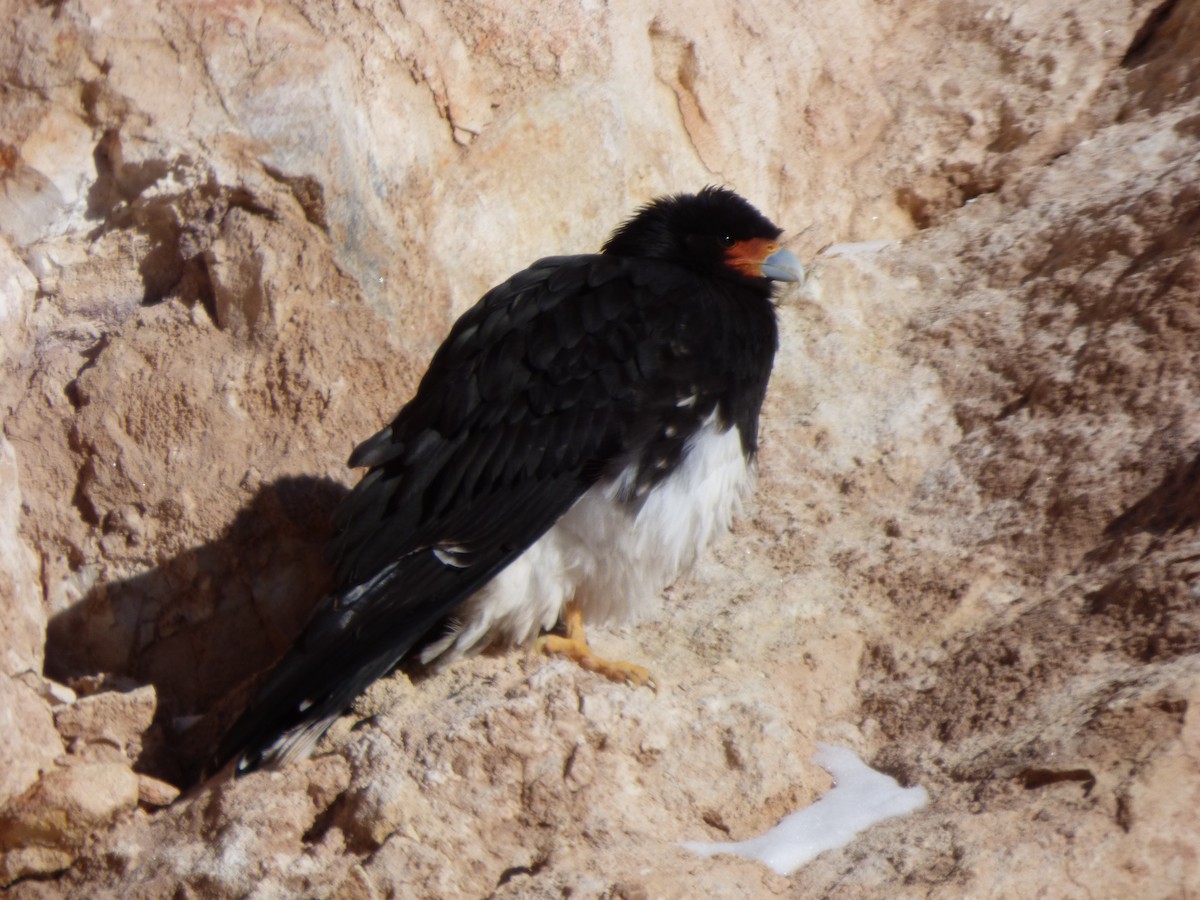 Mountain Caracara - ML638186111