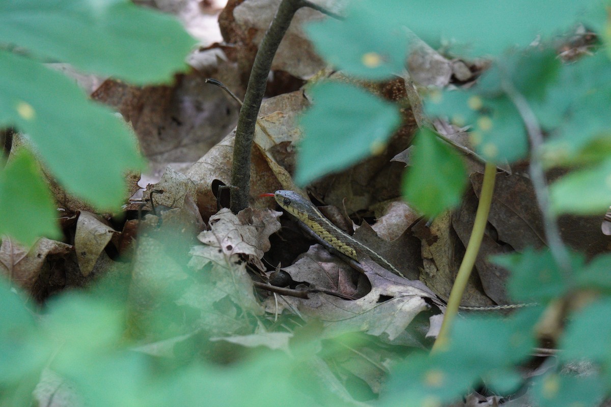 Common Garter Snake - ML638186112