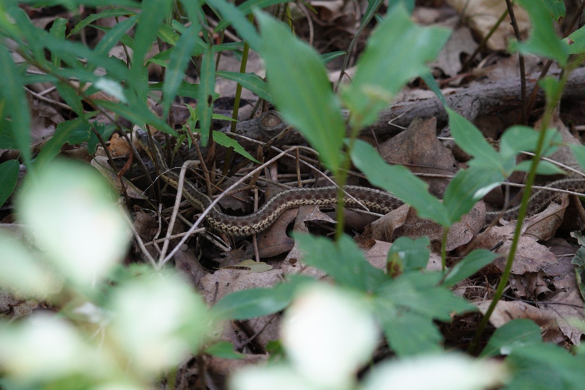 Common Garter Snake - ML638186125