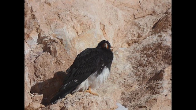 Mountain Caracara - ML638186131