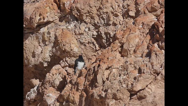Mountain Caracara - ML638186147