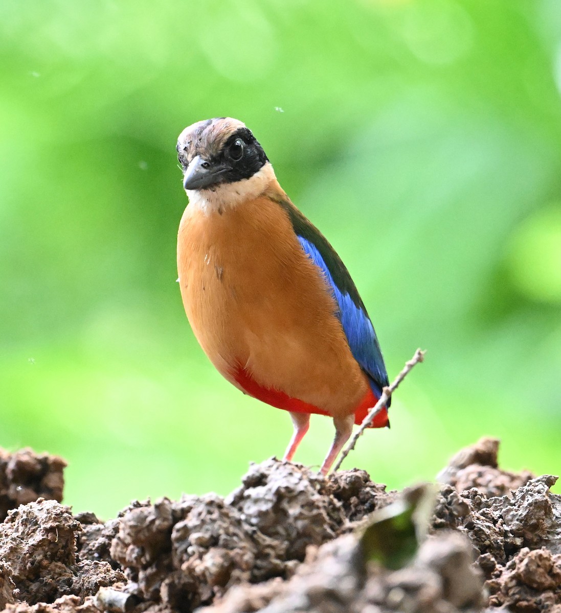 Blue-winged Pitta - ML638186167