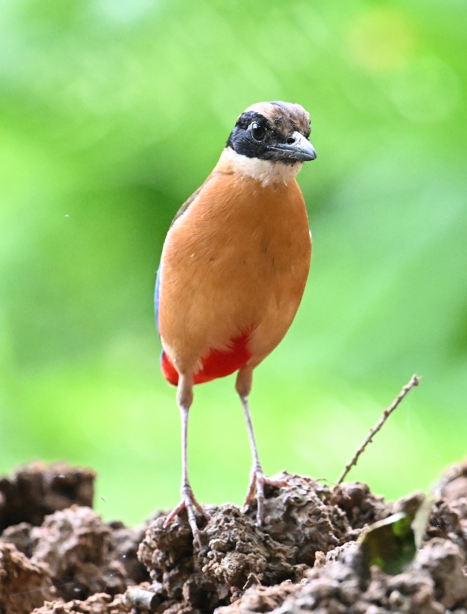 Blue-winged Pitta - ML638186168