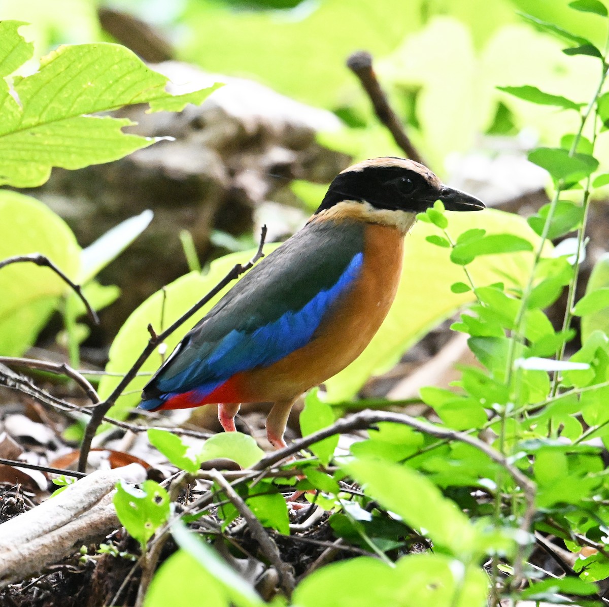 Blue-winged Pitta - ML638186170