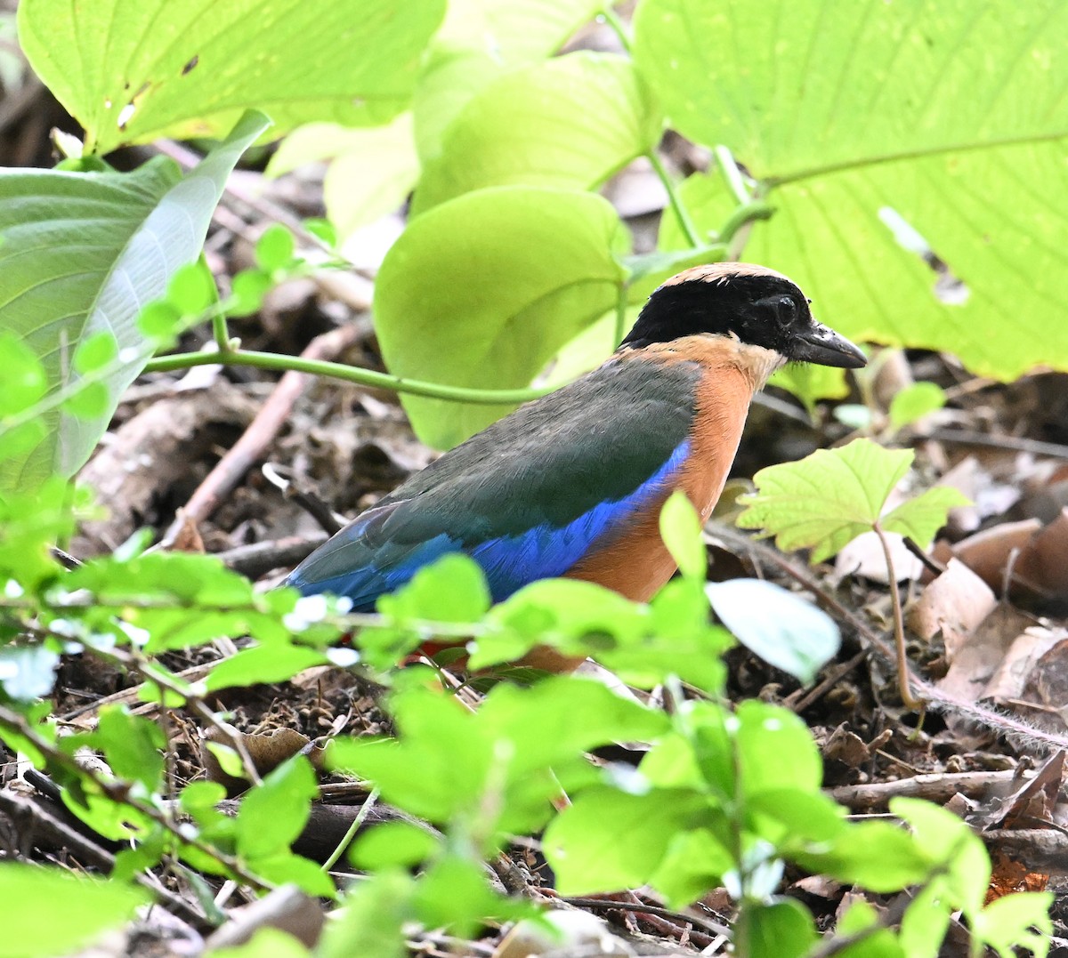 Blue-winged Pitta - ML638186172