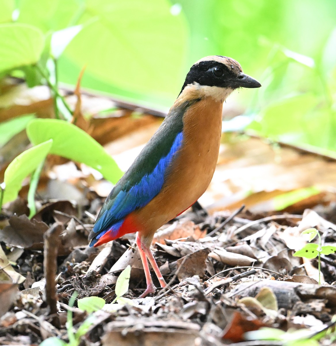 Blue-winged Pitta - ML638186173